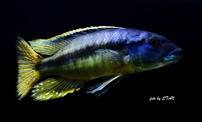 Taeniochromis holotaenia